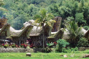 Tempat Wisata di Rantepao Toraja Paling Populer